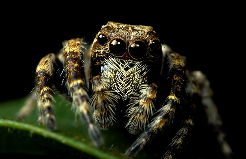 GVO Versicherung -  Versicherung einer Spinne über die Haftpflicht­versicherung für exotische Tiere